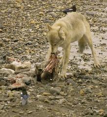 Wolf pull